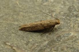 Attēlu rezultāti vaicājumam “Semioscopis avellanella imago”