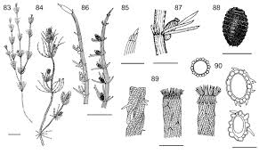 Attēlu rezultāti vaicājumam “Chara hispida”