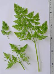 Attēlu rezultāti vaicājumam “Anthyllis maritima leaf”