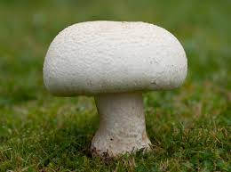 Attēlu rezultāti vaicājumam “Agaricus”