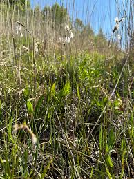 Attēlu rezultāti vaicājumam “Eriophorum latifolium flower”