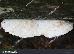 Attēlu rezultāti vaicājumam “Postia fragilis”