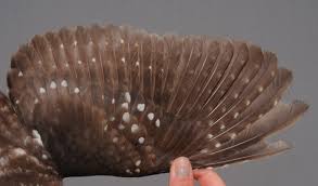 Attēlu rezultāti vaicājumam “Aegolius funereus adult”