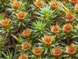 Attēlu rezultāti vaicājumam “Polytrichum juniperinum sporophyte”