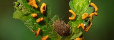 Attēlu rezultāti vaicājumam “Physarum flavicomum macro”