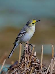 Attēlu rezultāti vaicājumam “Motacillidae”