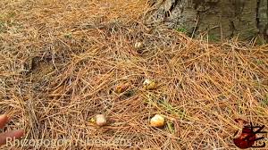 Attēlu rezultāti vaicājumam “Rhizopogon luteolus”