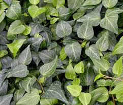 Attēlu rezultāti vaicājumam “Hedera helix”