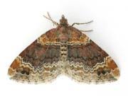 Attēlu rezultāti vaicājumam “Xanthorhoe spadicearia”