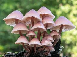 Attēlu rezultāti vaicājumam “Mycena haematopus”