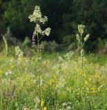 Attēlu rezultāti vaicājumam “Silene wolgensis”