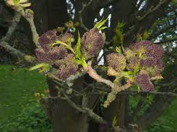 Attēlu rezultāti vaicājumam “Fraxinus excelsior Pendula female flower”