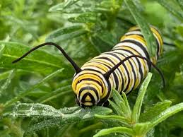 Image result for monarch caterpillar