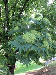 Attēlu rezultāti vaicājumam “Kalopanax septemlobus fruit”