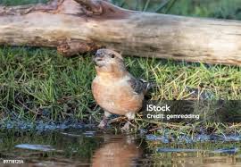 Attēlu rezultāti vaicājumam “Loxia pytyopsittacus male”