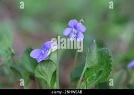 Attēlu rezultāti vaicājumam “Viola rupestris flower”