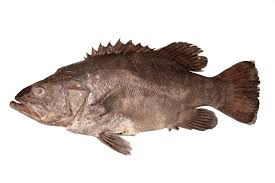 Image result for Polyprion americanus