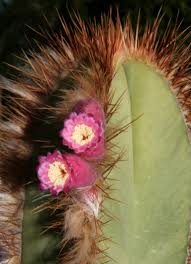 Attēlu rezultāti vaicājumam “Physarum braunianum sessile”