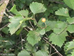 Attēlu rezultāti vaicājumam “Crataegus submollis”