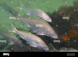 Image result for Argyrosomus japonicus