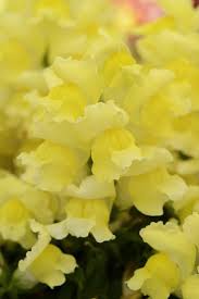 Image result for Antirrhinum majus maximum