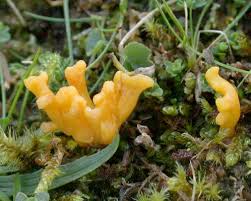 Attēlu rezultāti vaicājumam “Clavulinopsis helvola”