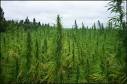 Consciousness TV Hundreds of Economists Agree Marijuana