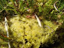 Attēlu rezultāti vaicājumam “Odontoschisma denudatum”