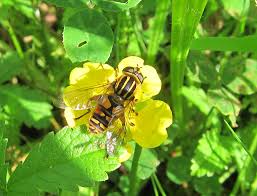 Attēlu rezultāti vaicājumam “Helophilus pendulus”