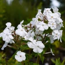 Attēlu rezultāti vaicājumam “Polemoniaceae”