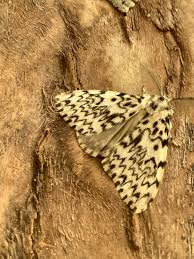 Attēlu rezultāti vaicājumam “Lymantria monacha imago”