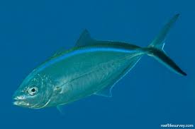 Image result for Caranx ruber