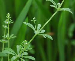 Image result for Galium aparine