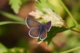 Attēlu rezultāti vaicājumam “Eumedonia eumedon underside”