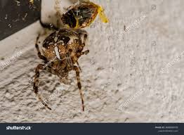 Attēlu rezultāti vaicājumam “Araneus diadematus female”