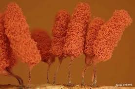 Attēlu rezultāti vaicājumam “Arcyria affinis”