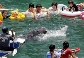 Image result for japan dolphin slaughter
