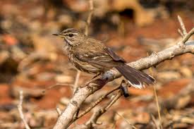 Attēlu rezultāti vaicājumam “Bombycilla garrulus adult”
