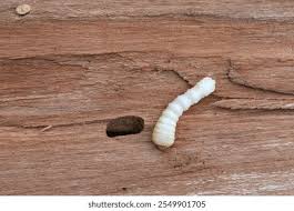 Attēlu rezultāti vaicājumam “Cerambycidae larva”