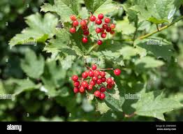Attēlu rezultāti vaicājumam “Viburnum opulus fruit”