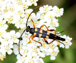 Attēlu rezultāti vaicājumam “Strangalia attenuata”