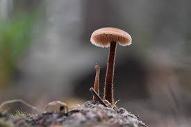 Attēlu rezultāti vaicājumam “Physarum auriscalpium sessile”