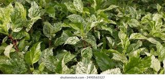 Attēlu rezultāti vaicājumam “Philadelphus coronarius leaf”