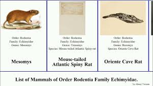 Attēlu rezultāti vaicājumam “Rodentia”
