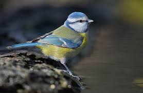 Image result for Cyanistes caeruleus