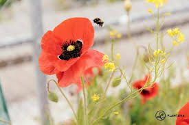 Attēlu rezultāti vaicājumam “Papaver rhoeas flower”