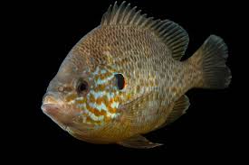 Image result for Lepomis gibbosus