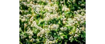 Attēlu rezultāti vaicājumam “Fagopyrum esculentum”