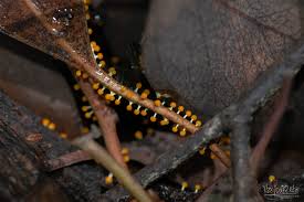 Attēlu rezultāti vaicājumam “Physarum melleum”