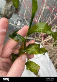 Attēlu rezultāti vaicājumam “Potamogeton praelongus leaf”